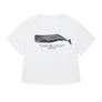 The whale "Collider"