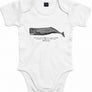 the whale "body bebé"